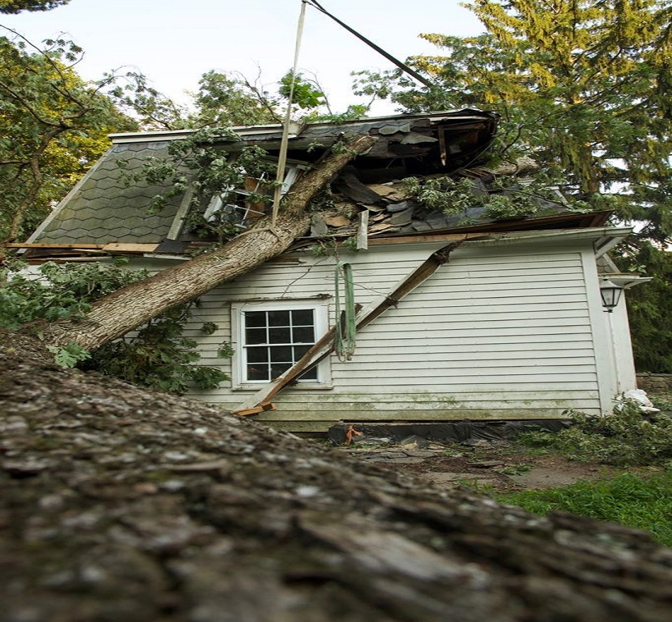 Emergency Tree Services - Hawthorne, NJ | Green Star Tree Experts