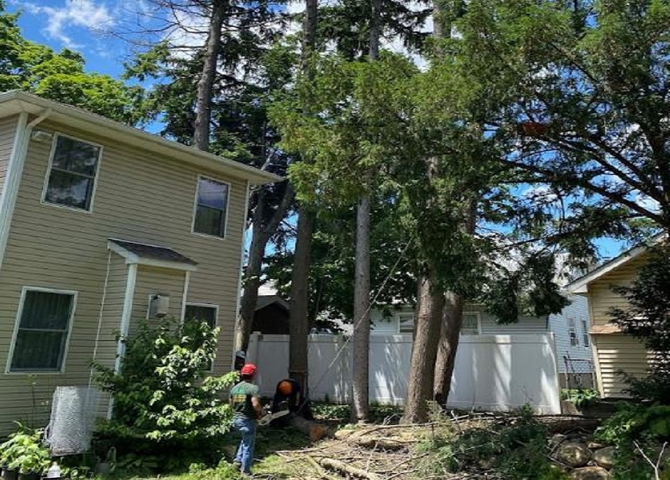 Green Star Tree Experts4